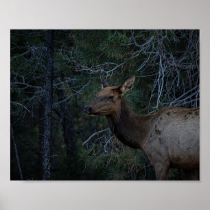 Wilder Elch im Pinienwald - Fotos von Wildtieren Poster