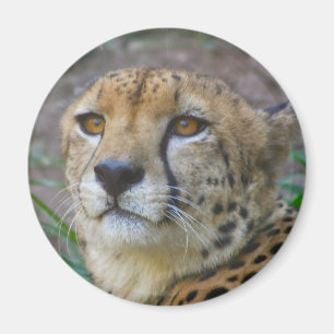 Wilder Gepard-Magnet Magnet