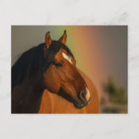 Wilder Hengst, Goldenes Licht und Regenbogen