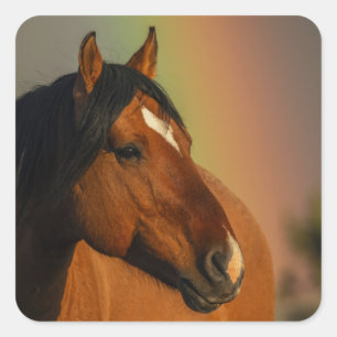 Wilder Hengst, Goldenes Licht und Regenbogen Quadratischer Aufkleber