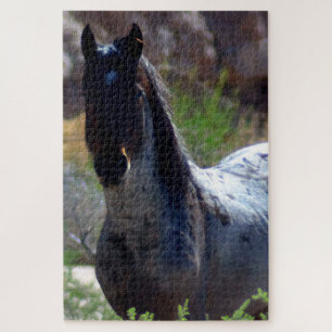 Wilder Hengst in Utah