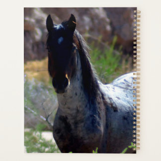 Wilder Hengst in Utah Planer