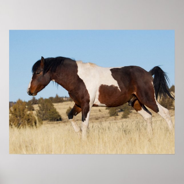 Wilder Hengst, Steens Mountains Poster (Vorne)