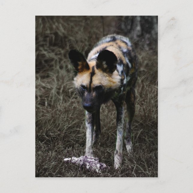 Wilder Hund Postkarte (Vorderseite)