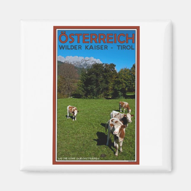 Wilder Kaiser - Kühe Magnet (Vorne)