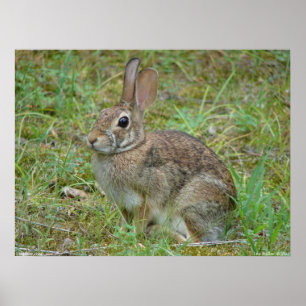 Wilder Kaninchen Ostendontail II Poster
