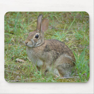 Wilder Kaninchen Östliches Baumwollschwanzkaninche Mousepad