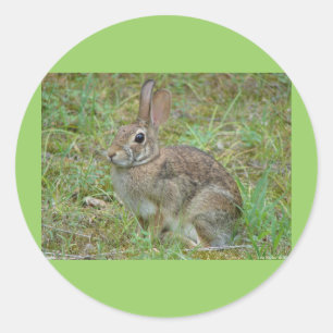 Wilder Kaninchen Östliches Baumwollschwanzkaninche Runder Aufkleber