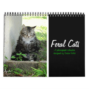 Wilder Katzen-Fotokalender Kalender