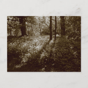 Wilder Knoblauch im Wald - Sepia Toned Postkarte