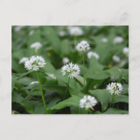 Wilder Knoblauch oder Ramsons Allium ursinum