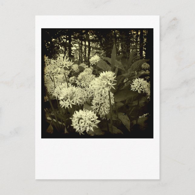 Wilder Knoblauch. Postkarte (Vorderseite)