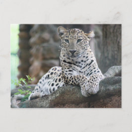 Wilder Leopard liegt auf einer Baumzweigung Postkarte