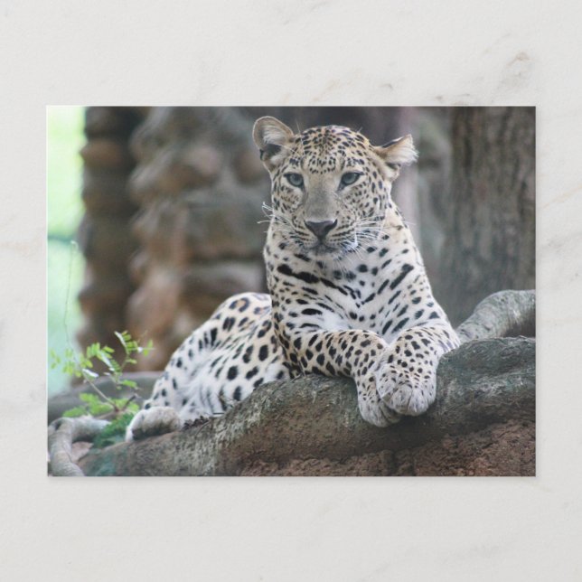 Wilder Leopard liegt auf einer Baumzweigung Postkarte (Vorderseite)