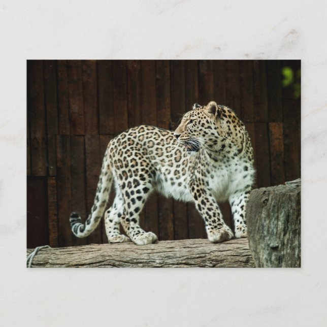 Wilder Leopard mit Blick auf seinen Schulter Postkarte (Vorderseite)