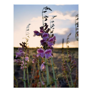 Wilder lila Snapdragons Fotodruck
