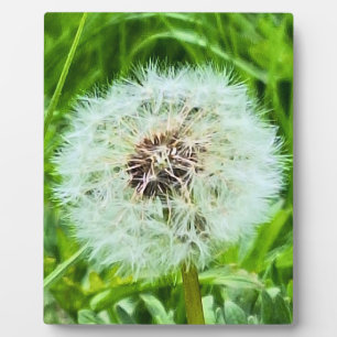 Wilder Löwenzahn Rumänien Botanische Makrofotograf Fotoplatte
