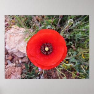 Wilder Mohn Poster