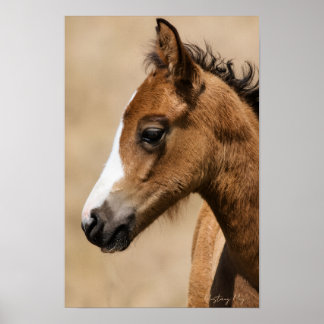 Wilder Mustang-Hengst - Apollo  Poster