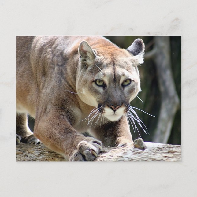 Wilder Puma Postkarte (Vorderseite)