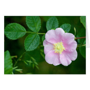 Wilder Rosen-Rosa-freier Raum