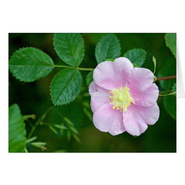 Wilder Rosen-Rosa-freier Raum (Vorderseite (Horizontal))