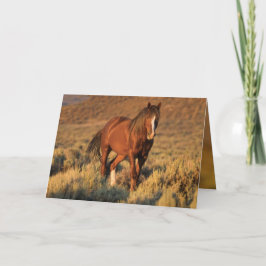 Wilder SauerampferStallion an der Karte