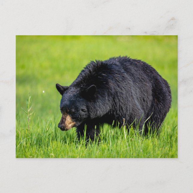 Wilder Schwarzbär in Nordamerika Postkarte (Vorderseite)