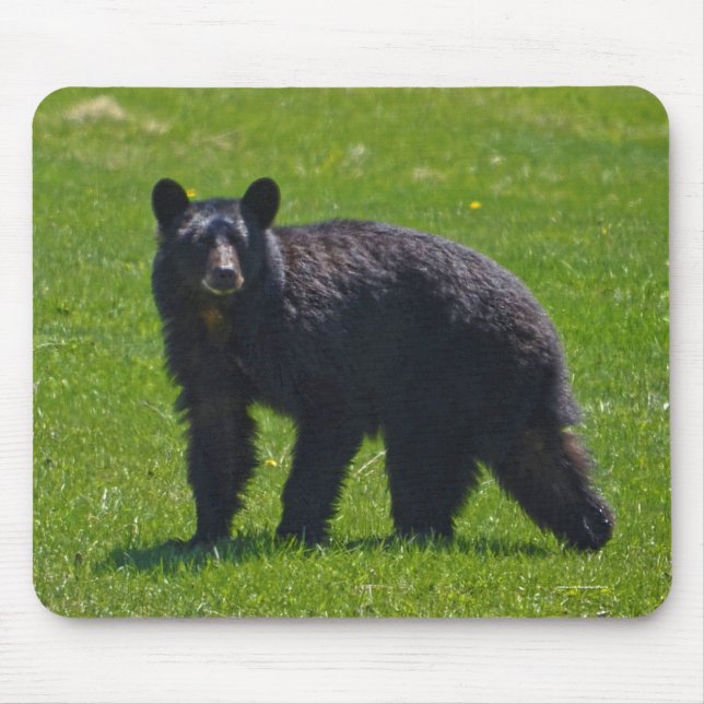 Wilder Schwarzer Bär und Gras Wildlife Foto Mousepad (Vorne)