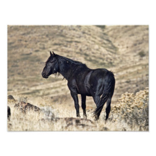Wilder schwarzer Mustangstallions-Foto-Druck Fotodruck