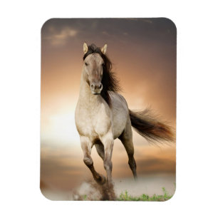 Wilder Stallion, der in Sonnenuntergang läuft Magnet