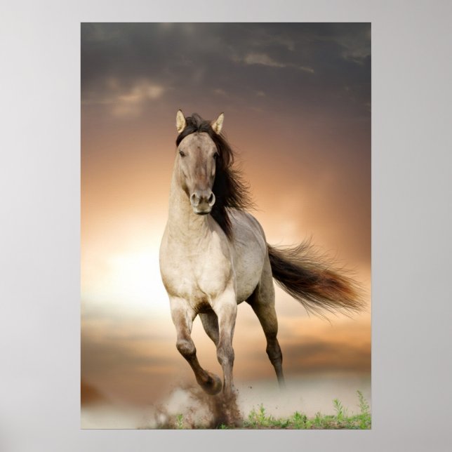 Wilder Stallion im Sonnenuntergang Poster (Vorne)