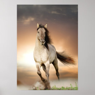 Wilder Stallion im Sonnenuntergang Poster