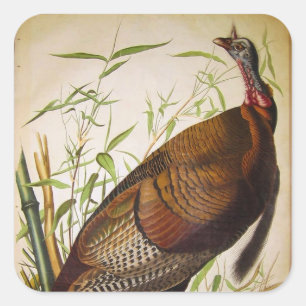 Wilder Truthahn, John James Audubon Quadratischer Aufkleber
