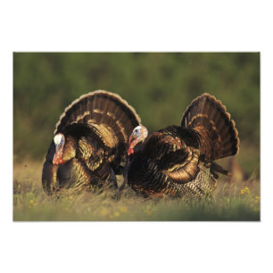 Wilder Truthahn, Meleagris gallopavo, Männchen Fotodruck