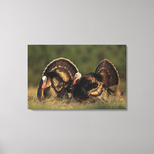 Wilder Truthahn, Meleagris gallopavo, Männchen Leinwanddruck