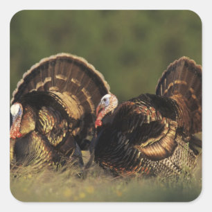 Wilder Truthahn, Meleagris gallopavo,Männchen Quadratischer Aufkleber
