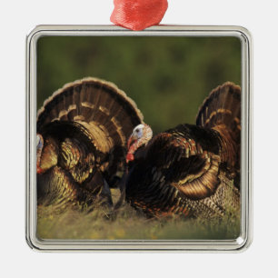 Wilder Truthahn, Meleagris gallopavo, Männchen Silbernes Ornament