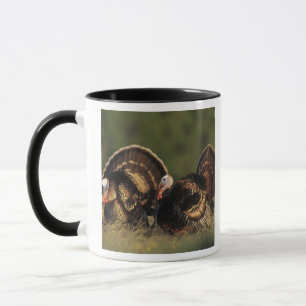 Wilder Truthahn, Meleagris gallopavo, Männchen Tasse