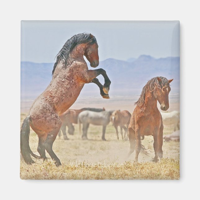 Wilder und freier Magnet (Vorne)