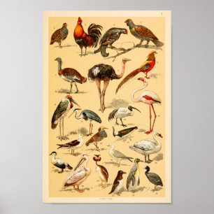 Wilder Vogel-Sammlungs-Flamingo-Strauß-Druck Poster