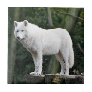 Wilder weißer Wolf Fliese