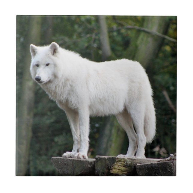 Wilder weißer Wolf Fliese (Vorderseite)