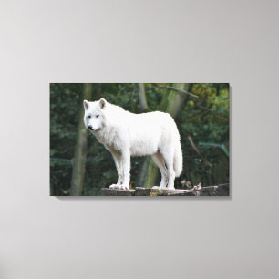 Wilder weißer Wolf Leinwanddruck