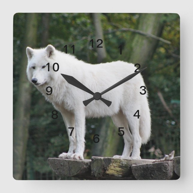 Wilder weißer Wolf Quadratische Wanduhr (Vorderseite)