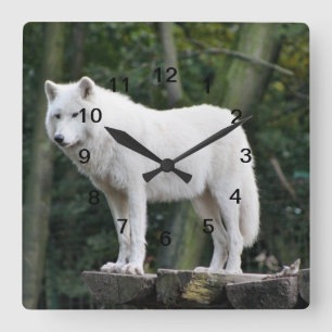 Wilder weißer Wolf Quadratische Wanduhr