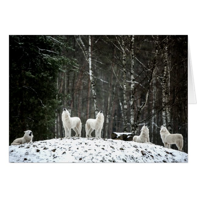 Wilderness Polar Wolf (Vorderseite (Horizontal))