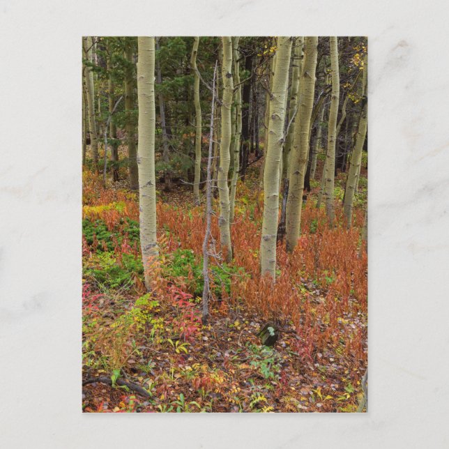 Wilderness Wonderland Postkarte (Vorderseite)