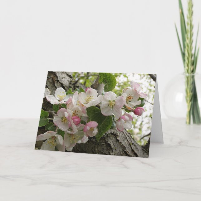 Wildes Apple-Blüten - Gruß-Karte Karte (Vorderseite)