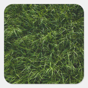wildes aufsässiges tiefes Gras (Nahaufnahme) Quadratischer Aufkleber